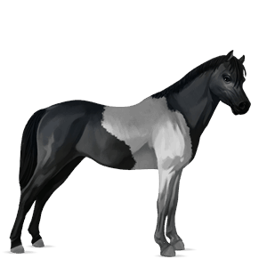 poney poney de selle belge alezan brûlé