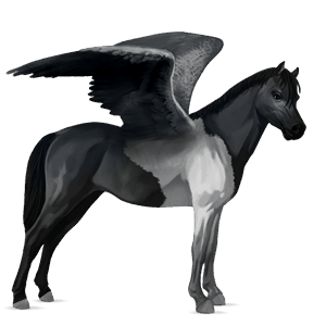 poney pégase welsh noir