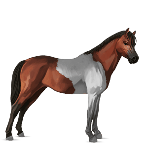 poney shetland bai