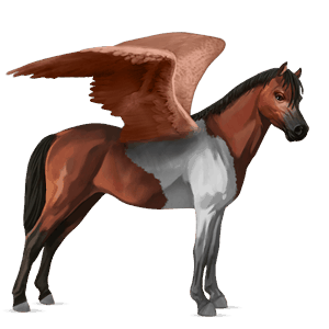 poney pégase français de selle alezan