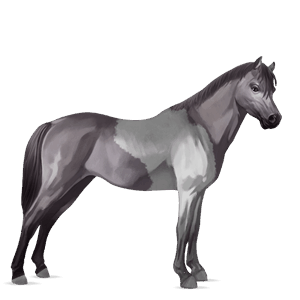 cheval de selle trotteur français bai
