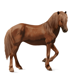 cheval de selle cheval islandais alezan