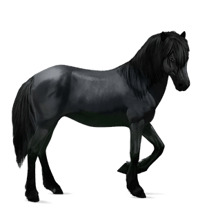 cheval de selle frison noir