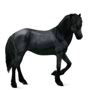 cheval de selle criollo argentin noir