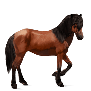 cheval de selle cheval islandais gris clair