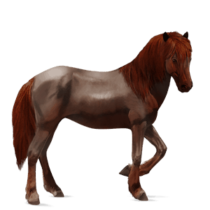 cheval de selle oldenbourg alezan