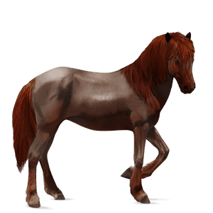 cheval de selle cheval islandais aubère