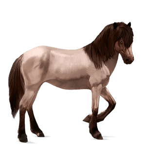 cheval de selle criollo argentin noir