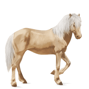 cheval de selle cheval islandais cremello