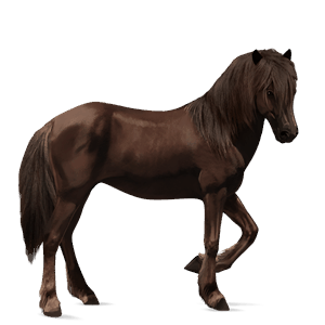 cheval de selle finlandais alezan brûlé crins lavés