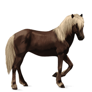 cheval de selle criollo argentin alezan brûlé crins lavés