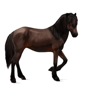 cheval de selle cheval islandais bai brûlé