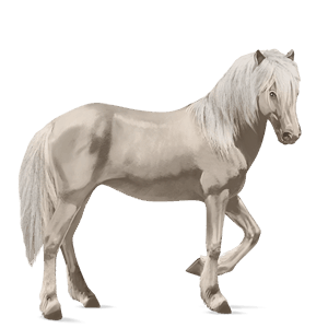 cheval de selle holstein bai brûlé