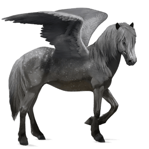 pégase de selle cheval islandais gris pommelé