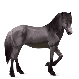 cheval de selle cheval islandais gris clair