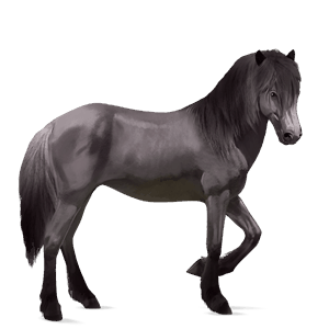 cheval de selle kwpn gris clair