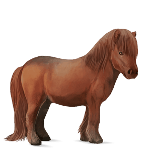 poney shetland alezan