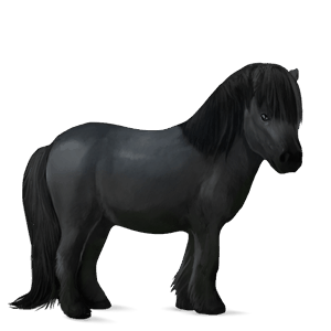 poney shetland noir