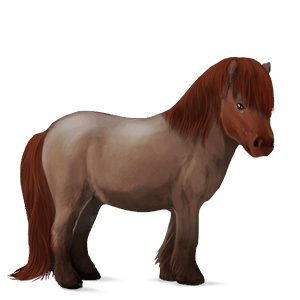 poney shetland aubère