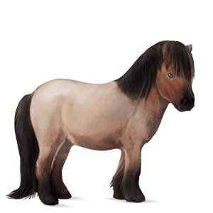 poney shetland rouan