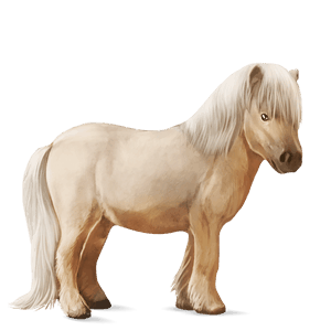 poney shetland gris clair
