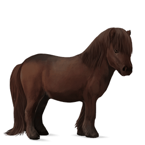 poney shetland bai brûlé