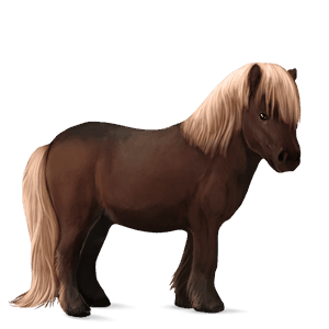 poney quarter pony bai
