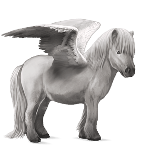 poney pégase shetland gris clair