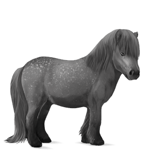 poney kerry bog bai brûlé