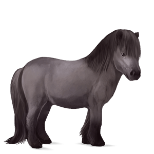 poney shetland pie tobiano gris souris