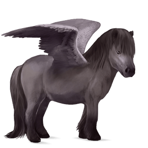 poney pégase shetland noir