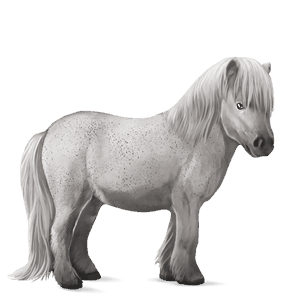 poney fjord brunblakk