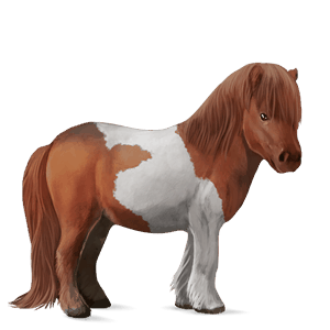 poney shetland pie tobiano alezan