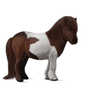 poney shetland pie tobiano alezan brûlé