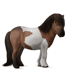 poney shetland bai