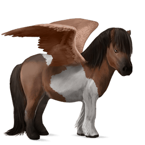 poney pégase shetland noir