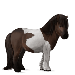 poney shetland pie tobiano alezan