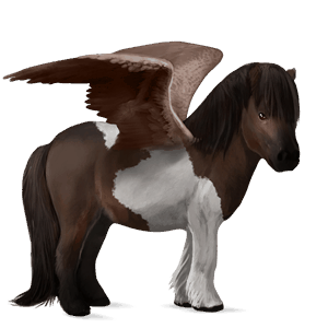 poney pégase shetland pie tobiano gris souris