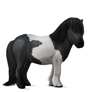 poney français de selle alezan brûlé