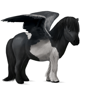 poney pégase shetland noir