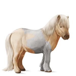 poney shetland pie tobiano palomino