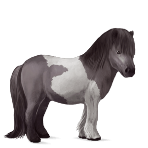 poney shetland pie tobiano gris souris