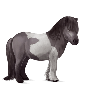poney highland pony bai