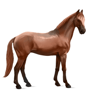 cheval de selle criollo argentin alezan