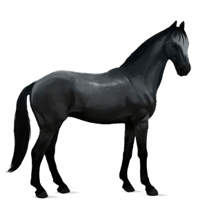 cheval de selle cheval islandais noir