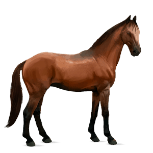 cheval de selle anglo-arabe bai cerise