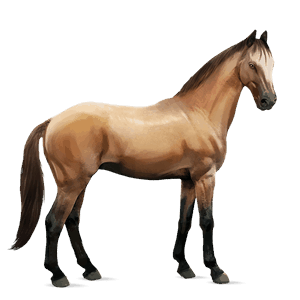 cheval de selle oldenbourg bai brûlé