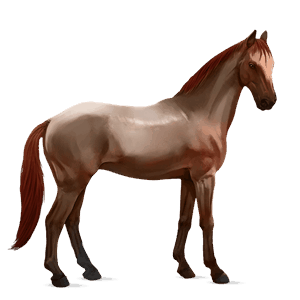 cheval de selle hunter irlandais rouan