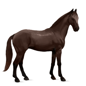 cheval de selle anglo-arabe alezan brûlé