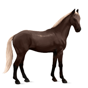 cheval de selle arabe isabelle